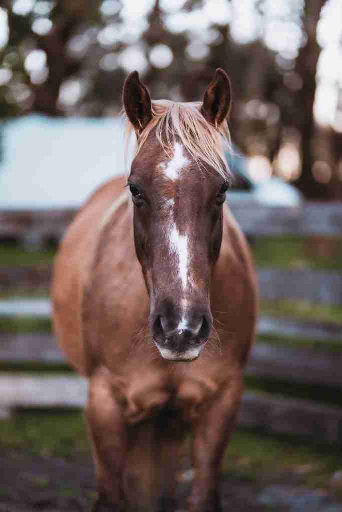 Eureka horse