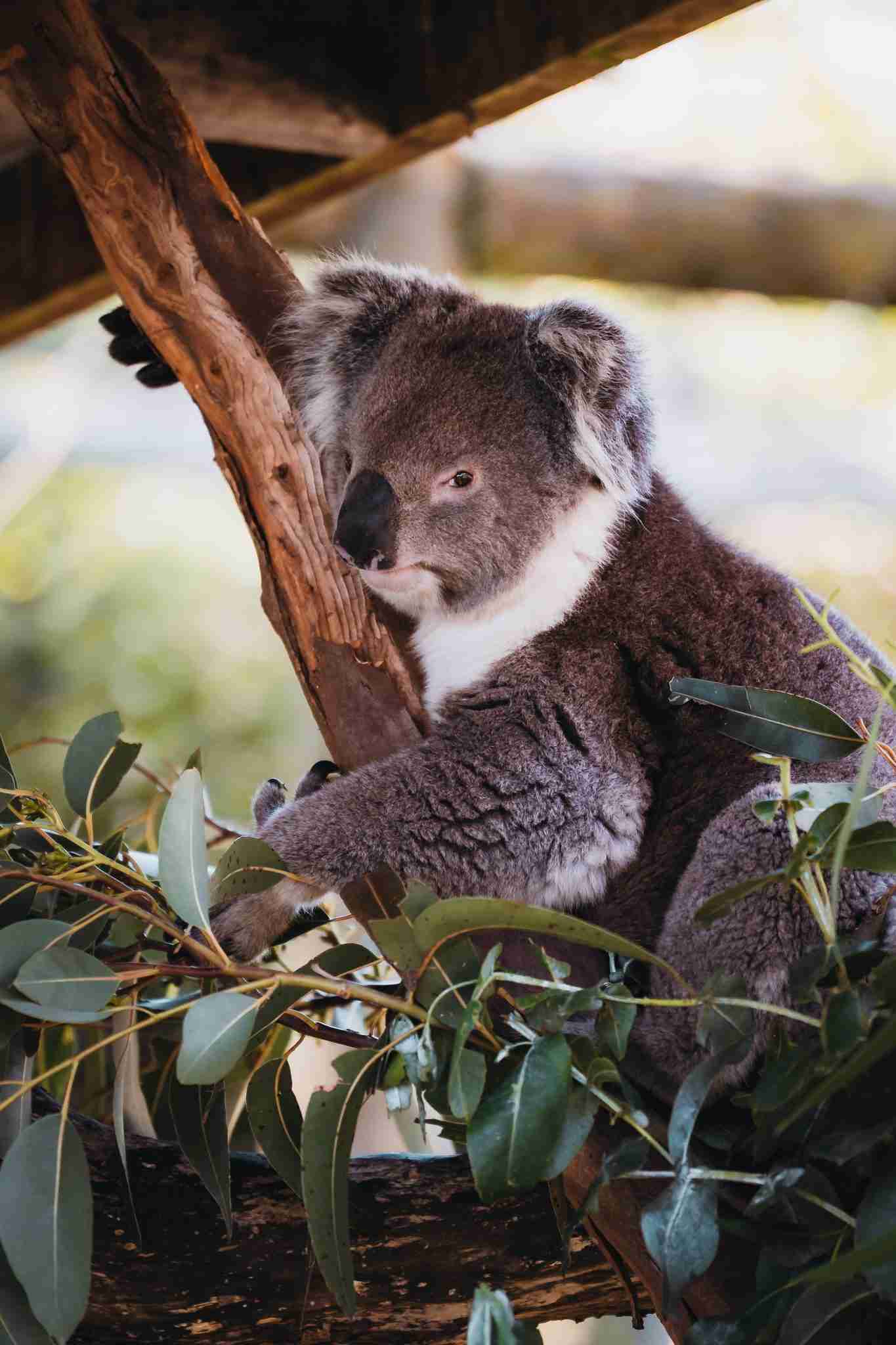 Koala experience