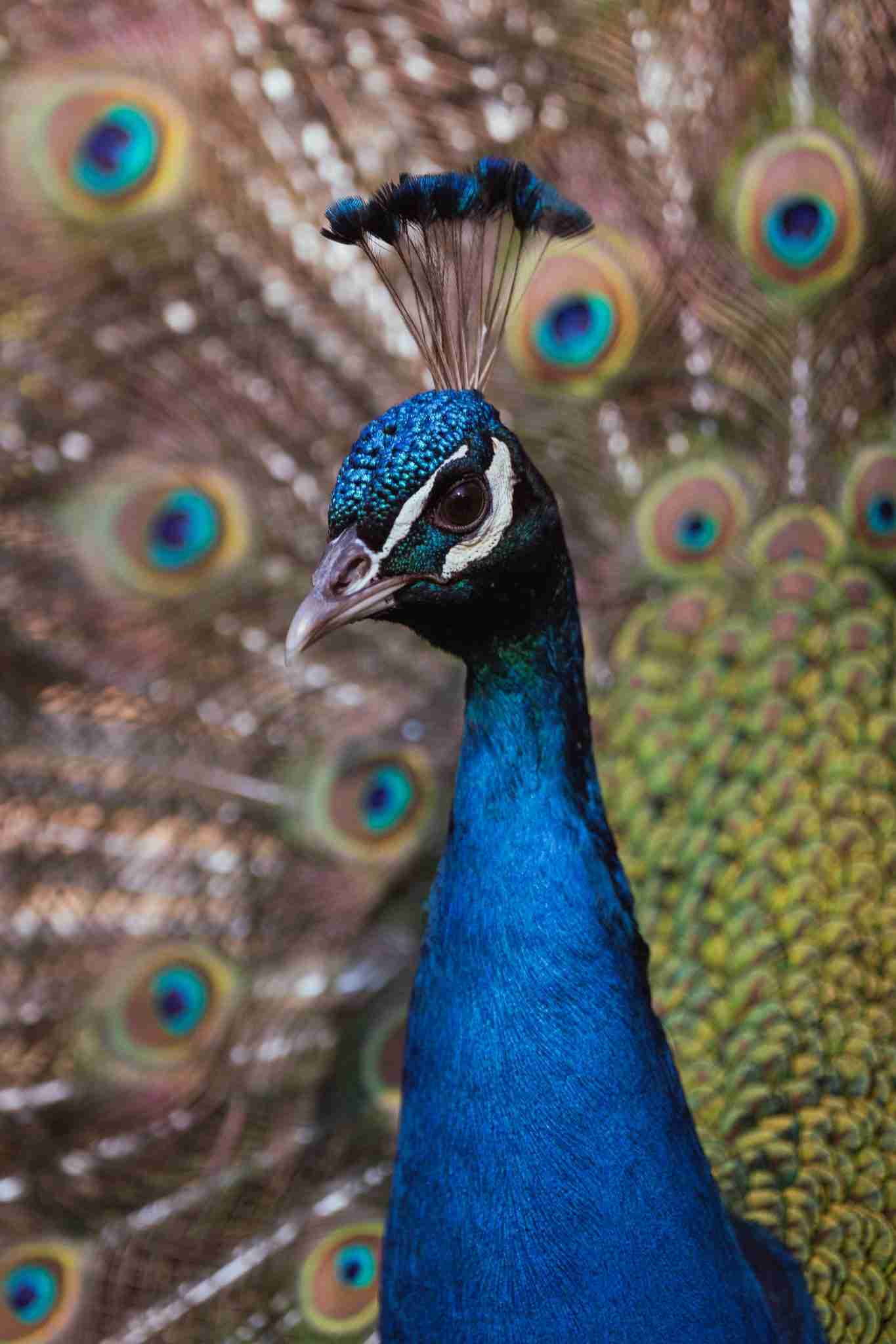 pecock