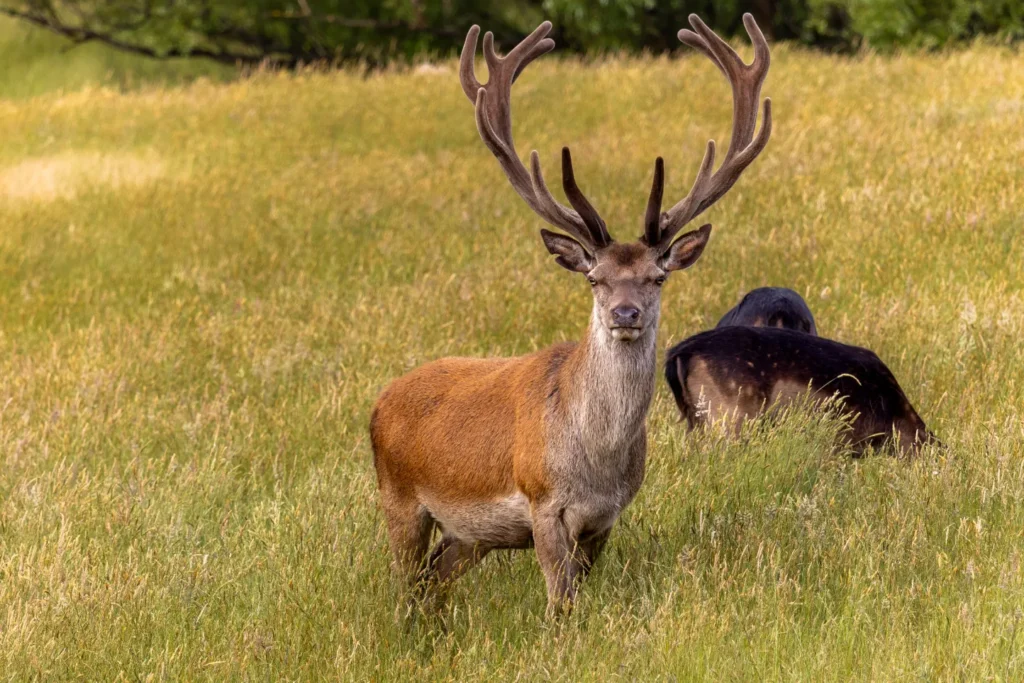 a deer in a field looking towards the camera