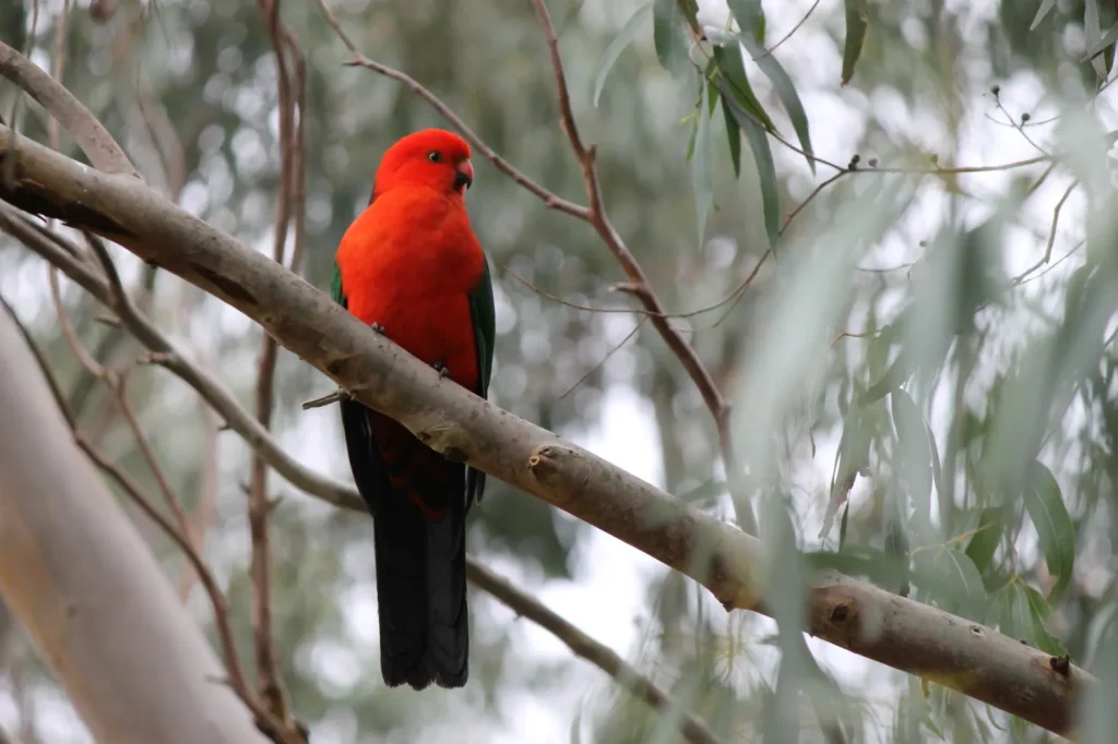 a red and black native bird in a tree