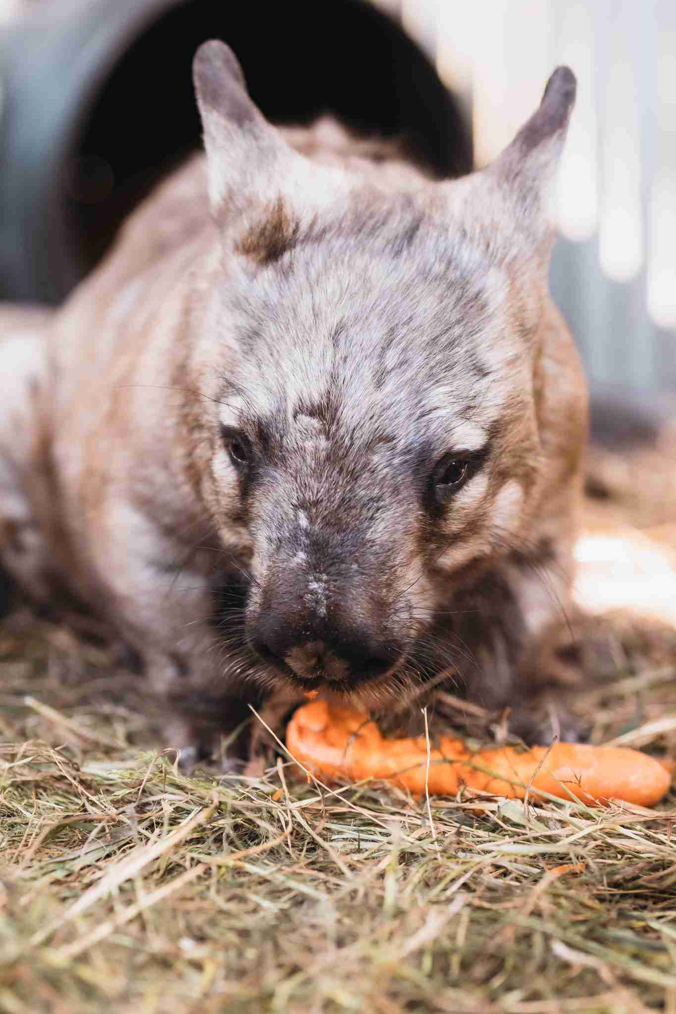 SHN wombat