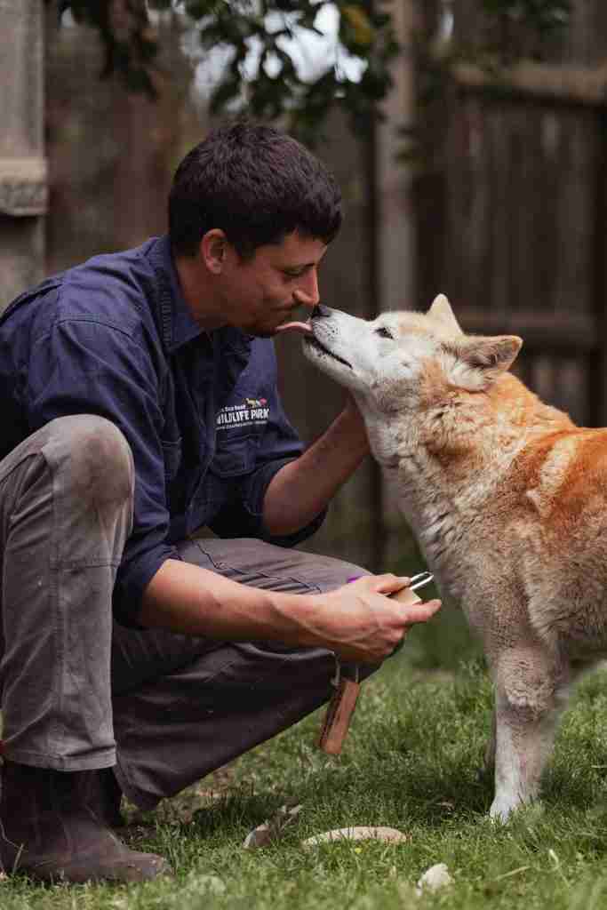 David and a dingo