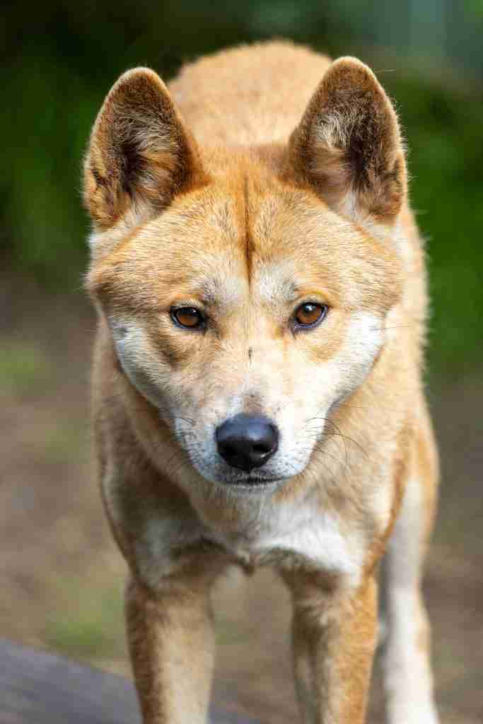 Alpine dingo looking at the photographer