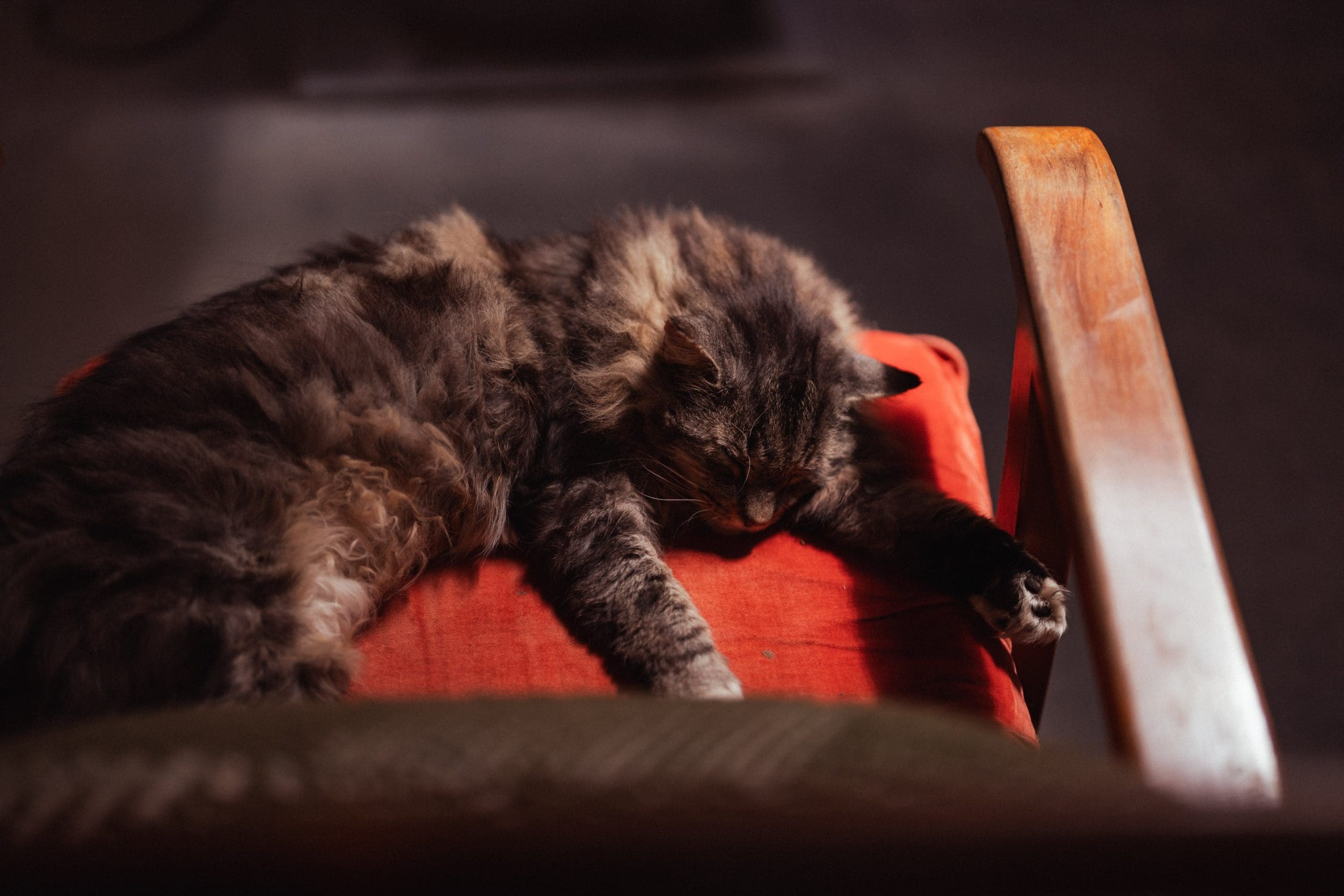 PHOTOSDECEMBRE-14